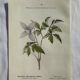Planche Naturaliste – Gravure botanique ancienne 19eme  recto verso