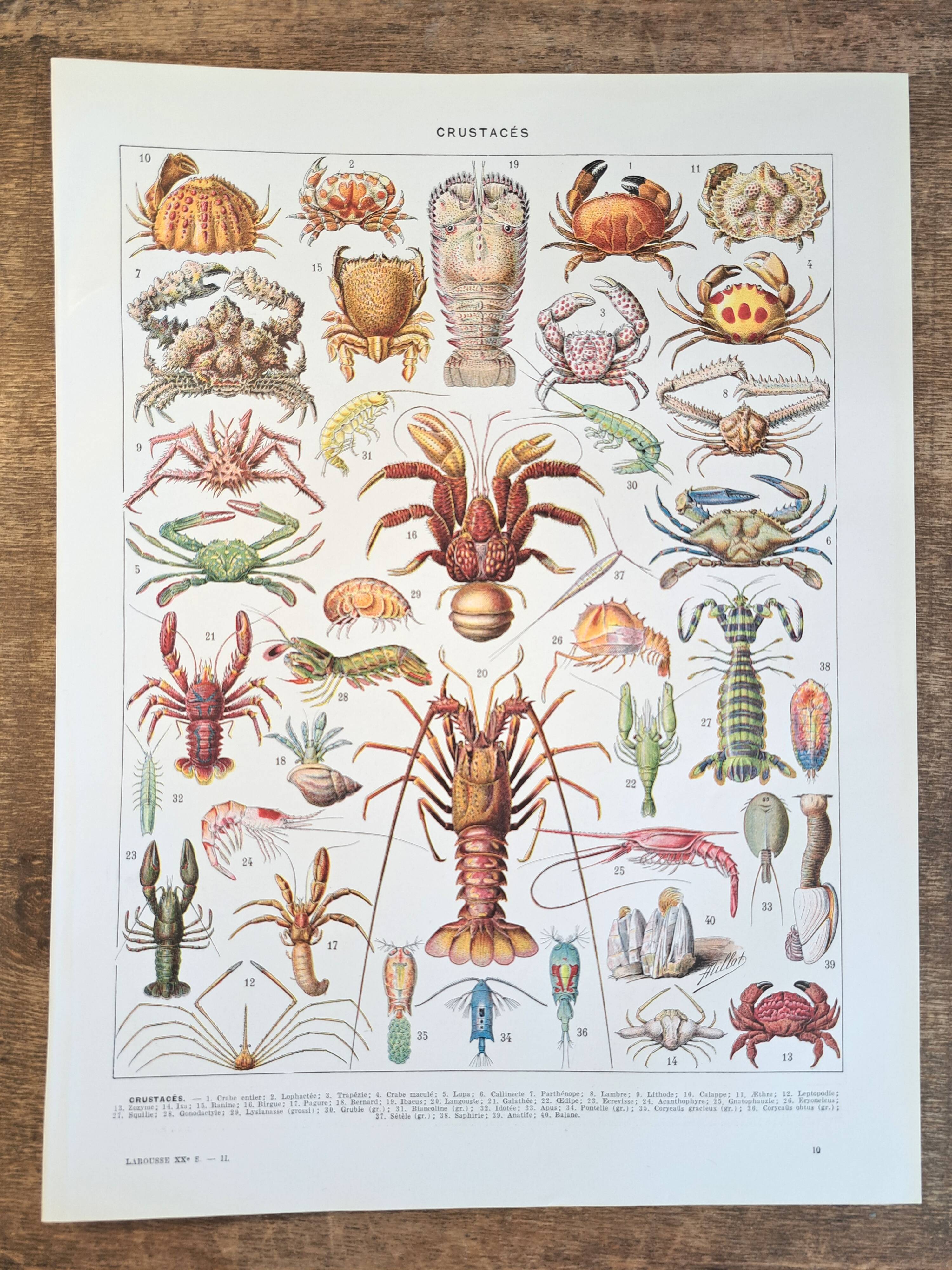 Old naturalist plate "Crustaceans" – 1930 – Larousse