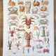 Old naturalist plate "Crustaceans" – 1930 – Larousse