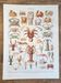 Ancienne planche naturaliste « Crustacés » – 1930 – Larousse