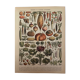 Lithograph vegetables of the New Larousse Illustrated 1897