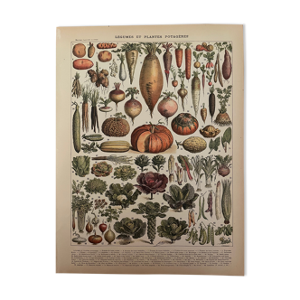 Lithographie légumes du Nouveau Larousse Illustré 1897