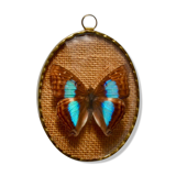 Naturalized butterfly Chlorippe Cherubina, Peru