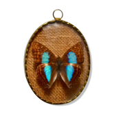 Papillon naturalisé Chlorippe Cherubina, Perou