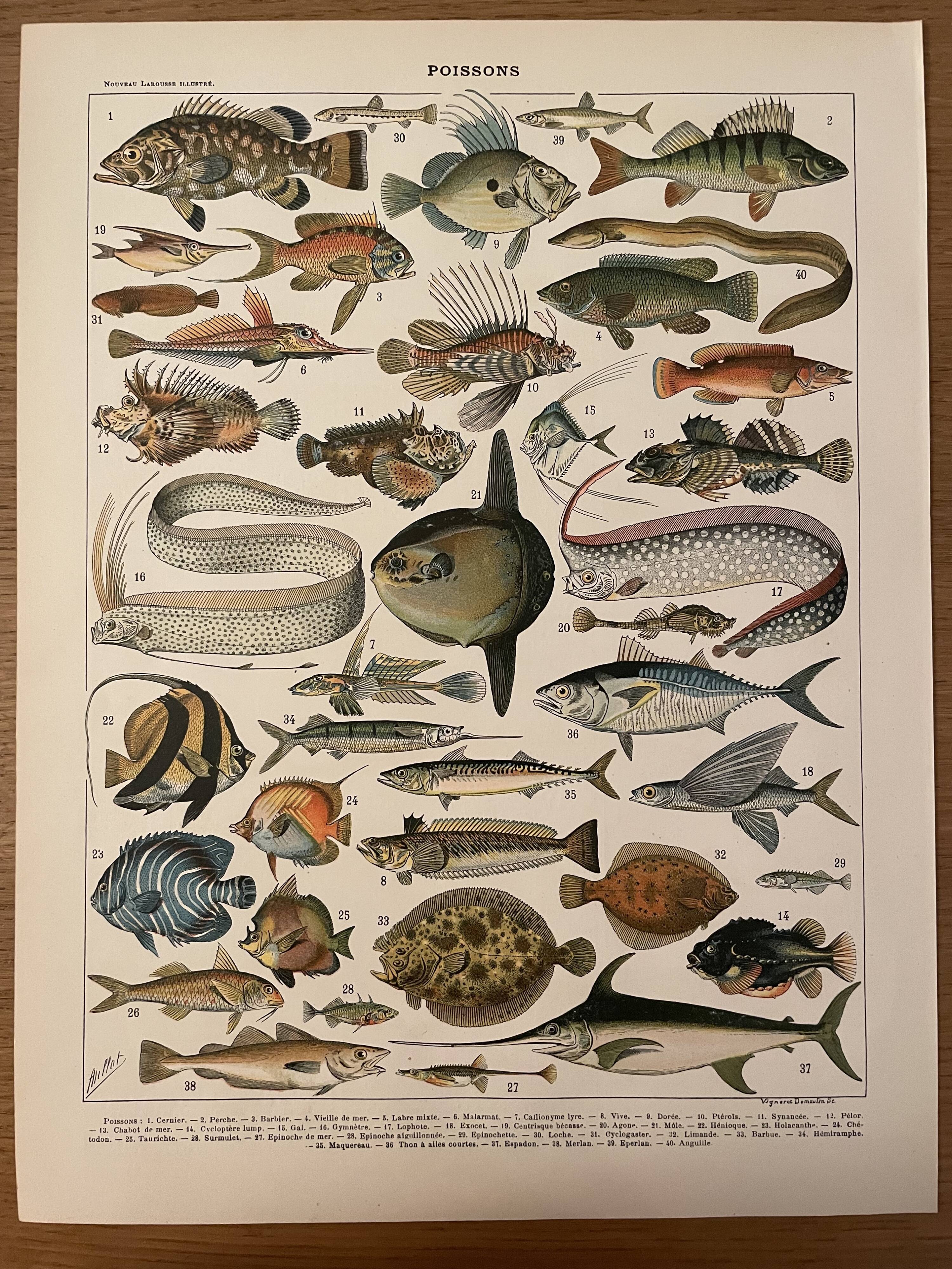 Lithograph engraving fish from 1897