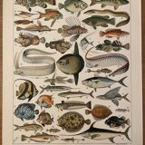 Lithograph engraving fish from 1897