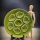 Green oyster plate