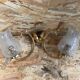 Old Pair Wall Lamp Golden Metal + Reflector Molded Glass 70s Vintage