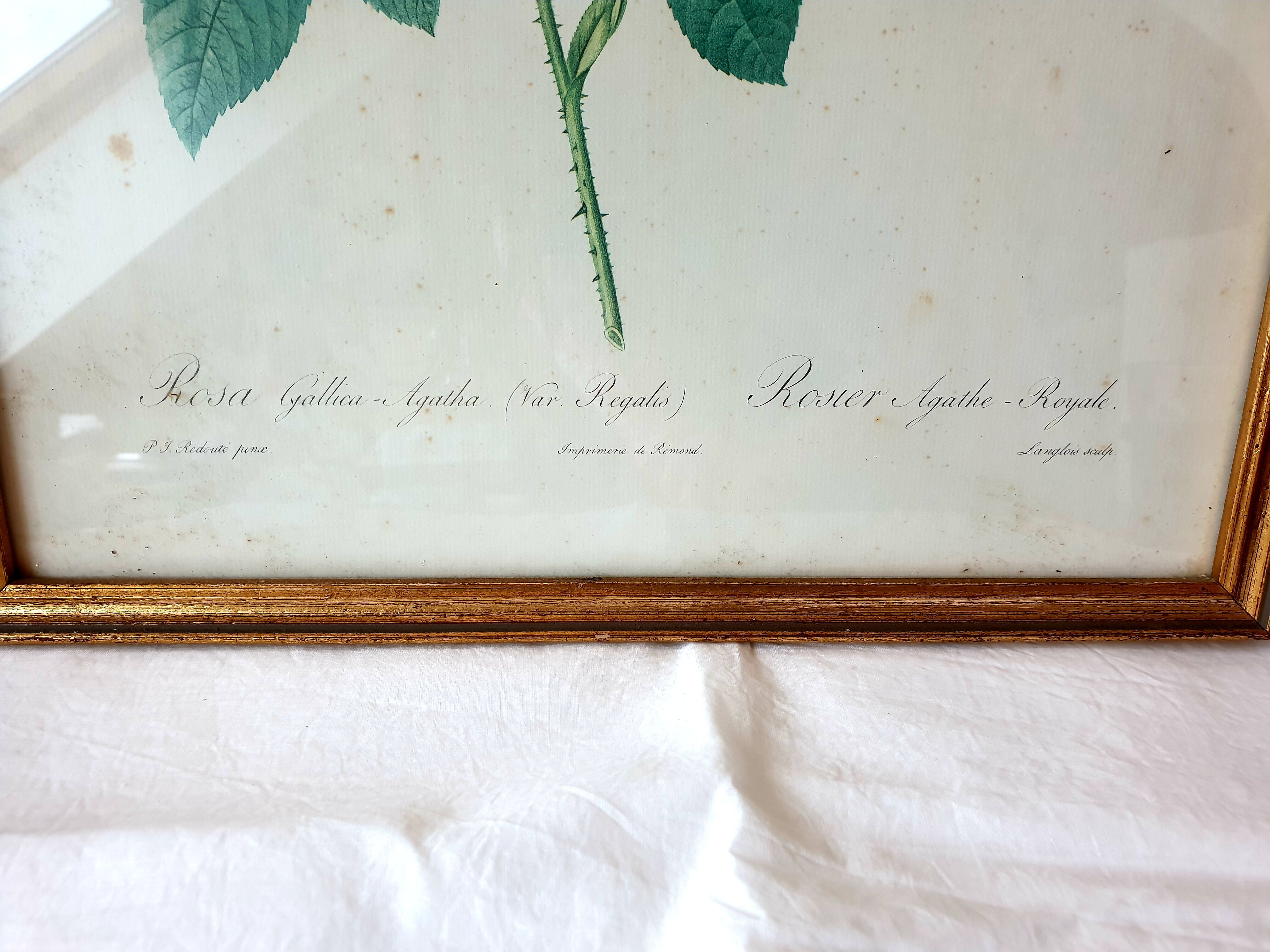 Frame engraving P.J Redouté rose Agathe.Royale