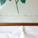 Frame engraving P.J Redouté rose Agathe.Royale