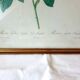 Frame engraving P.J Redouté rose Agathe.Royale