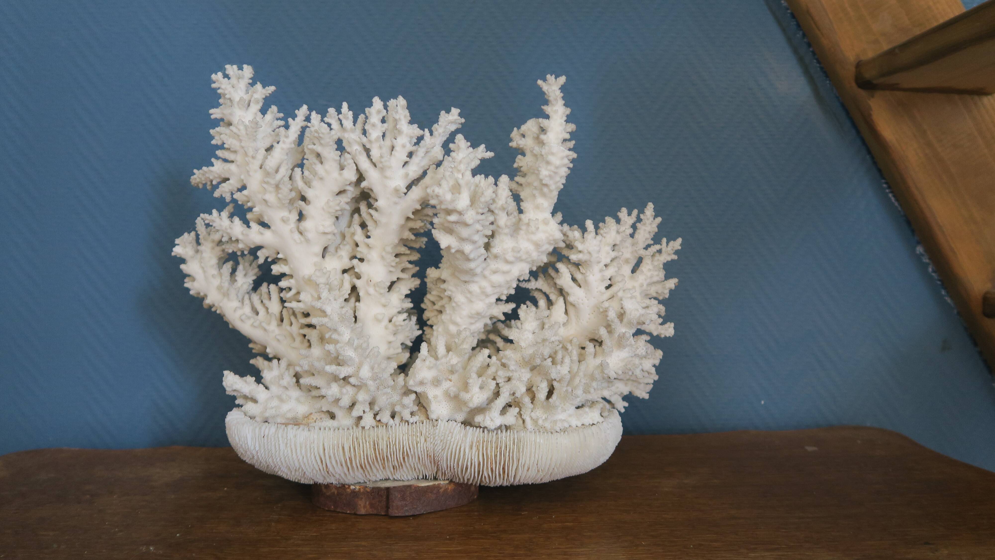 Natural white coral