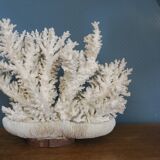 Natural white coral