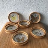 Plateau and under butterfly glass