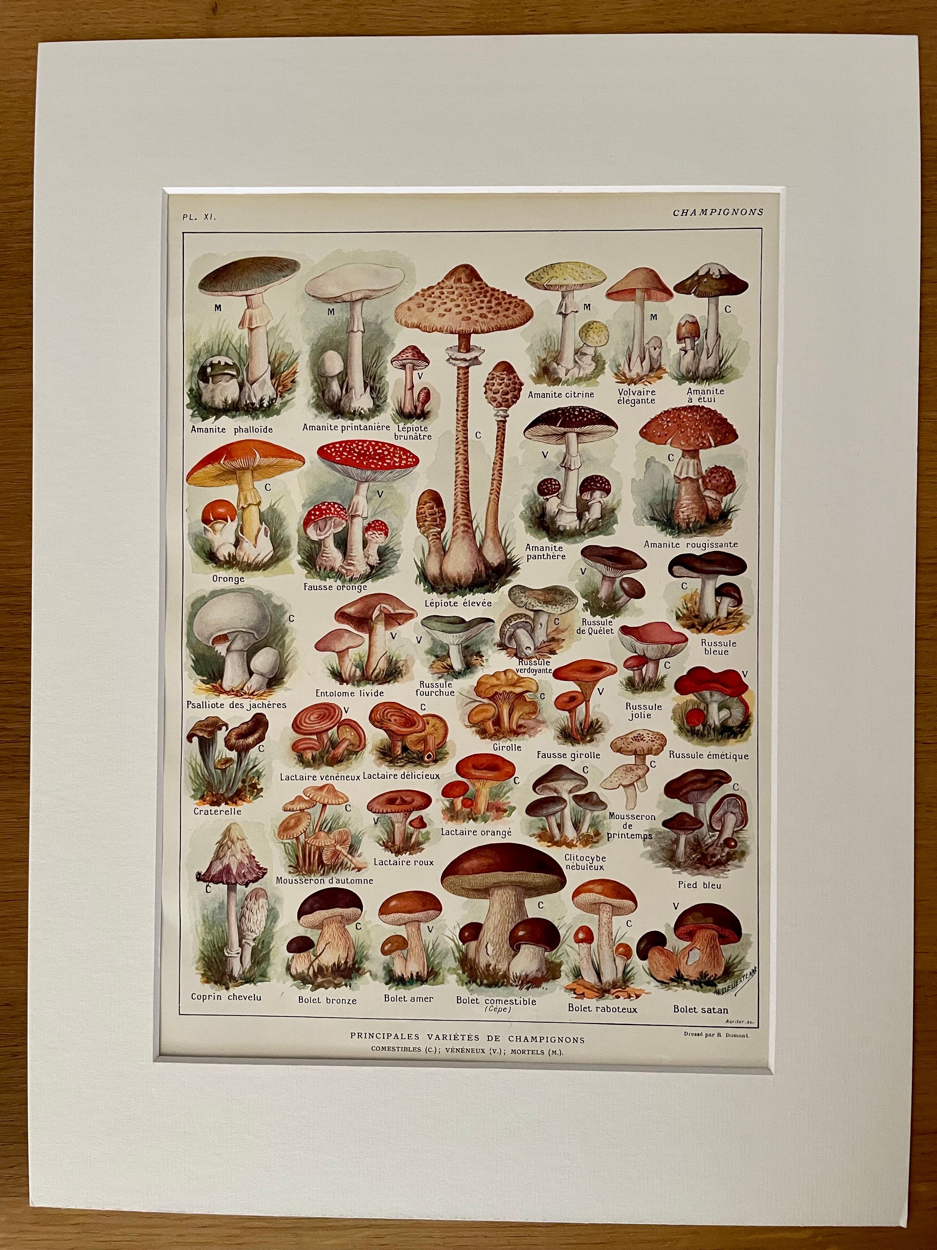 Lithograph on mushrooms from 1921