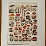 Lithograph on mushrooms from 1921