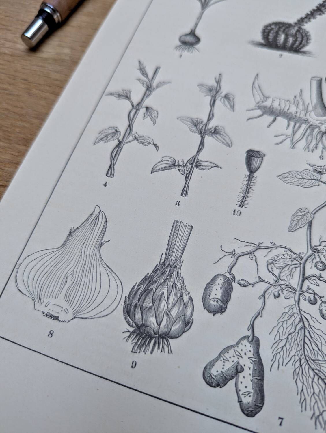 Vintage botanical plate printed in 1889, the stems.