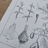 Planche botanique imprimée en 1889, les tiges