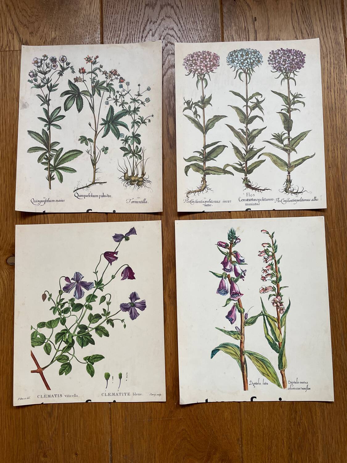 Set of 4 old plant engravings