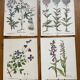 Set of 4 old plant engravings