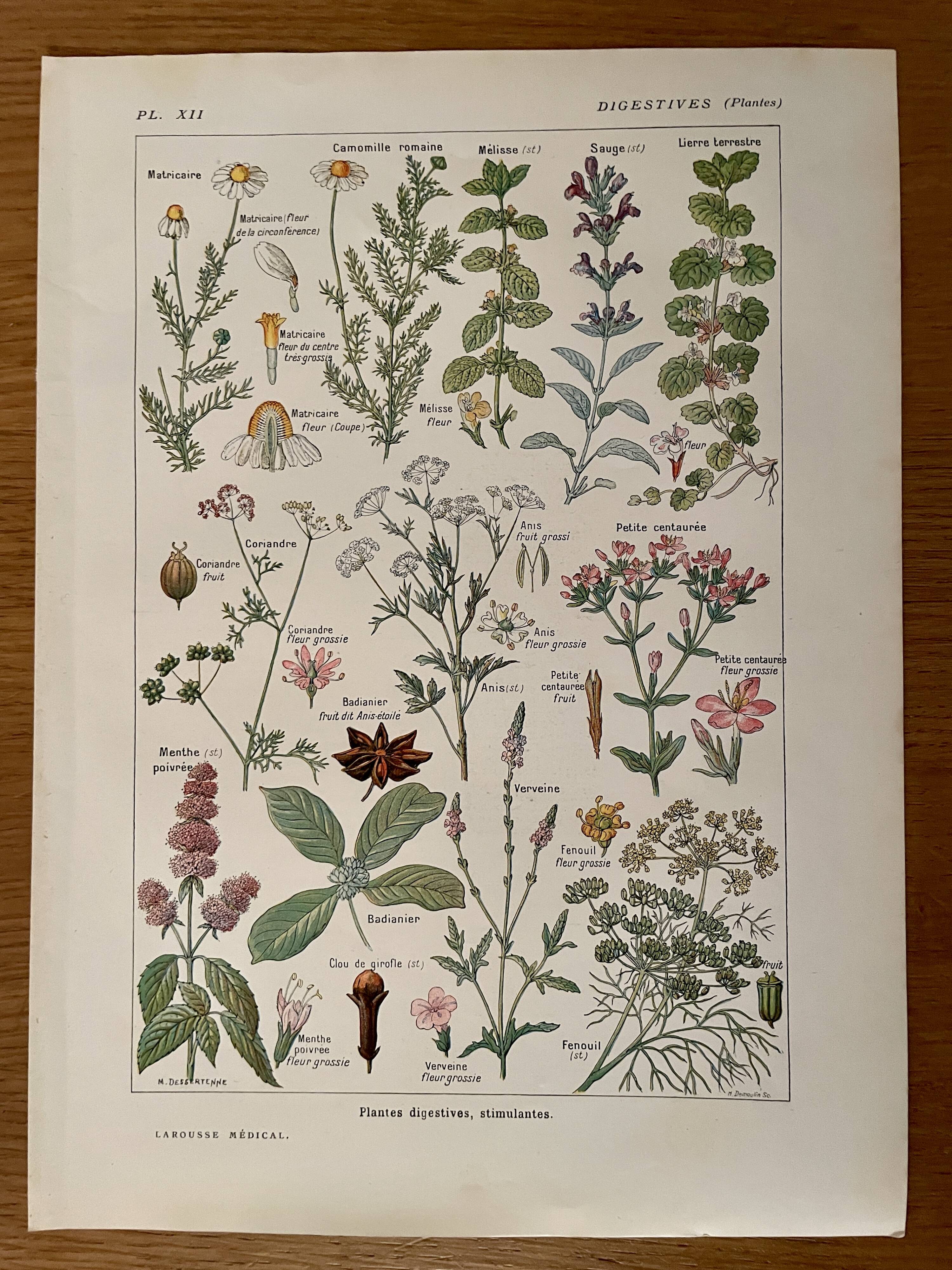 Illustrated plate on digestive plants - 1950