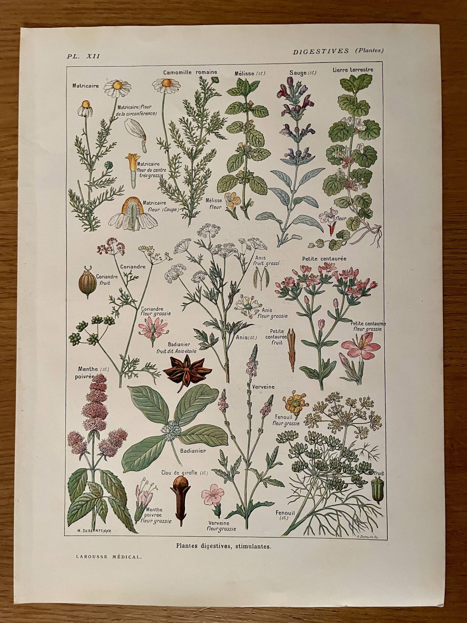 Illustrated plate on digestive plants - 1950