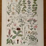 Planche illustrée sur les plantes digestives - 1950