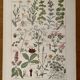 Illustrated plate on digestive plants - 1950