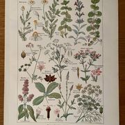 Illustrated plate on digestive plants - 1950