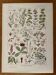 Planche illustrée sur les plantes digestives - 1950