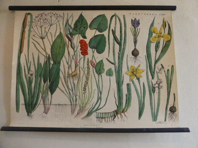 Botanical board numero XLVIII