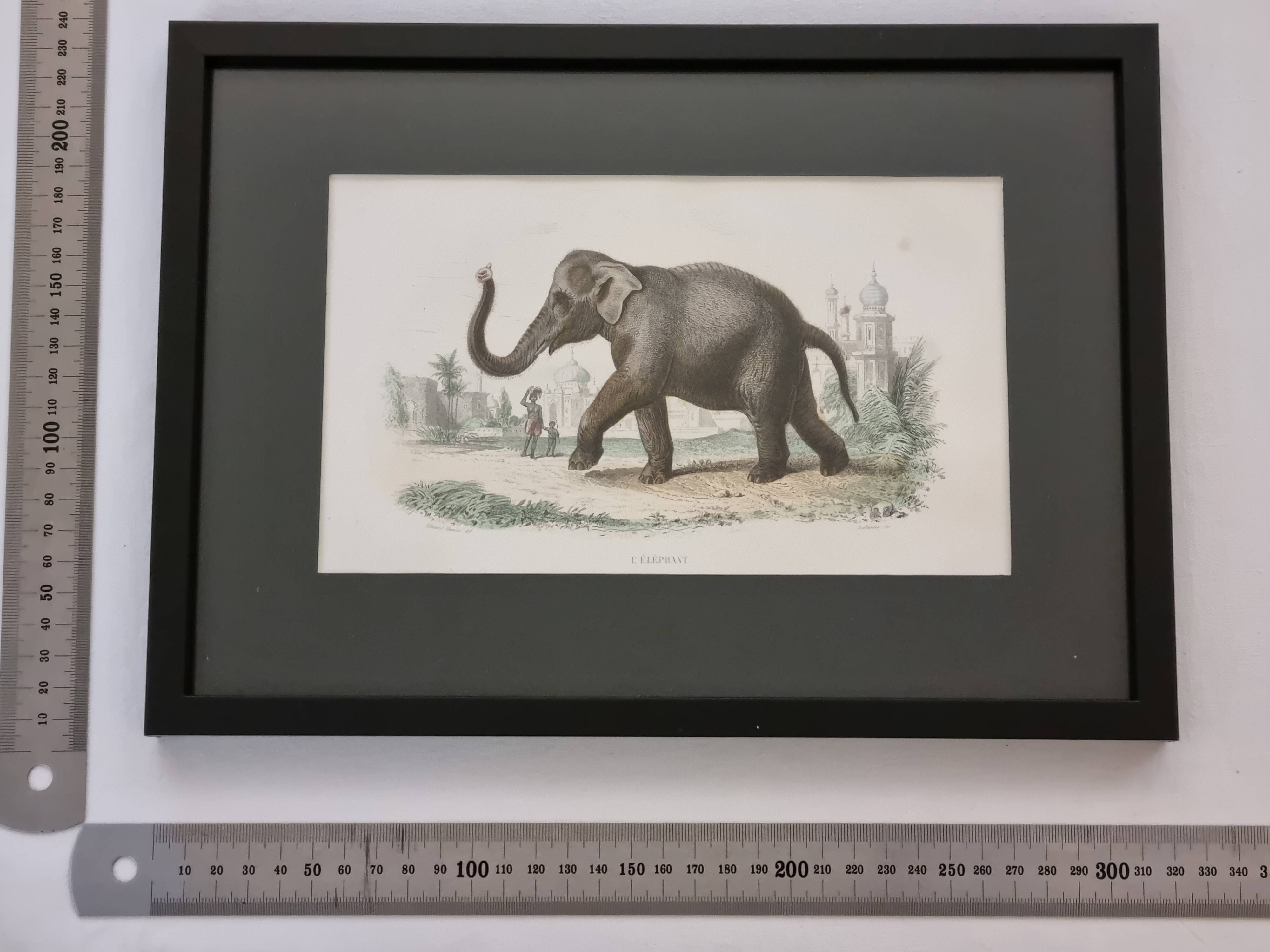 Framed vintage gravure of an Asian elephant, natural history, 19th century, 23x32 cm.