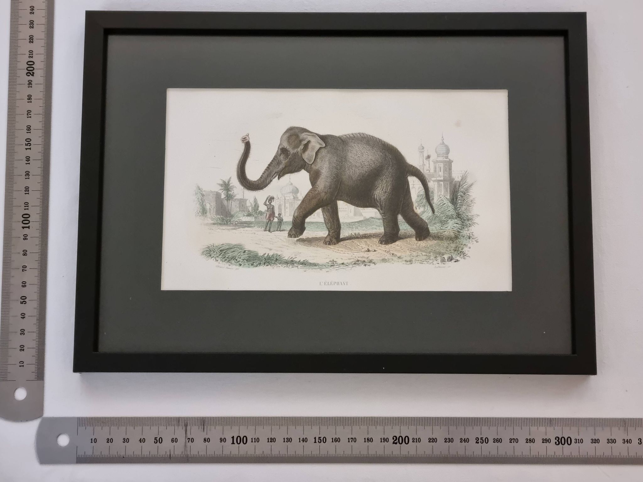 Framed vintage gravure of an Asian elephant, natural history, 19th century, 23x32 cm.