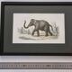Framed vintage gravure of an Asian elephant, natural history, 19th century, 23x32 cm.