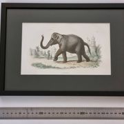 Framed vintage gravure of an Asian elephant, natural history, 19th century, 23x32 cm.