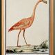 Small poster about the pink flamingo, after an old engraving from 1610.