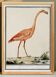 Small poster about the pink flamingo, after an old engraving from 1610.