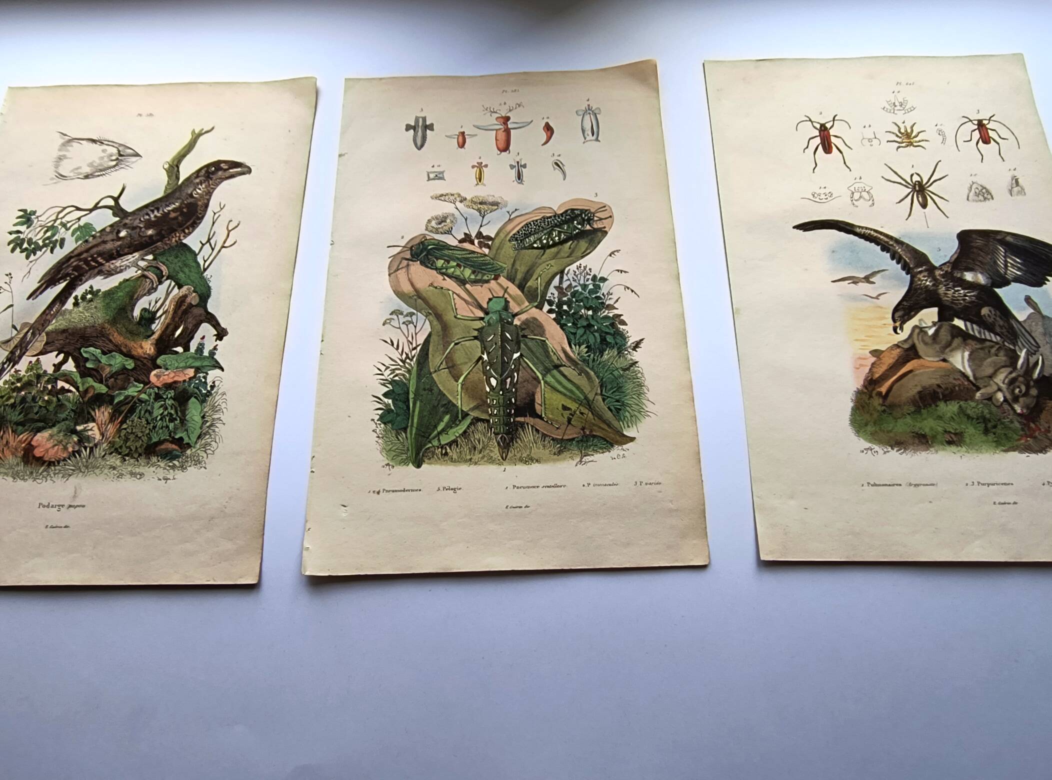 Lot of 3 old engravings from 1839 - Crickets and birds of prey - Colored plates