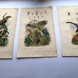 Lot of 3 old engravings from 1839 - Crickets and birds of prey - Colored plates