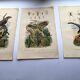 Lot of 3 old engravings from 1839 - Crickets and birds of prey - Colored plates