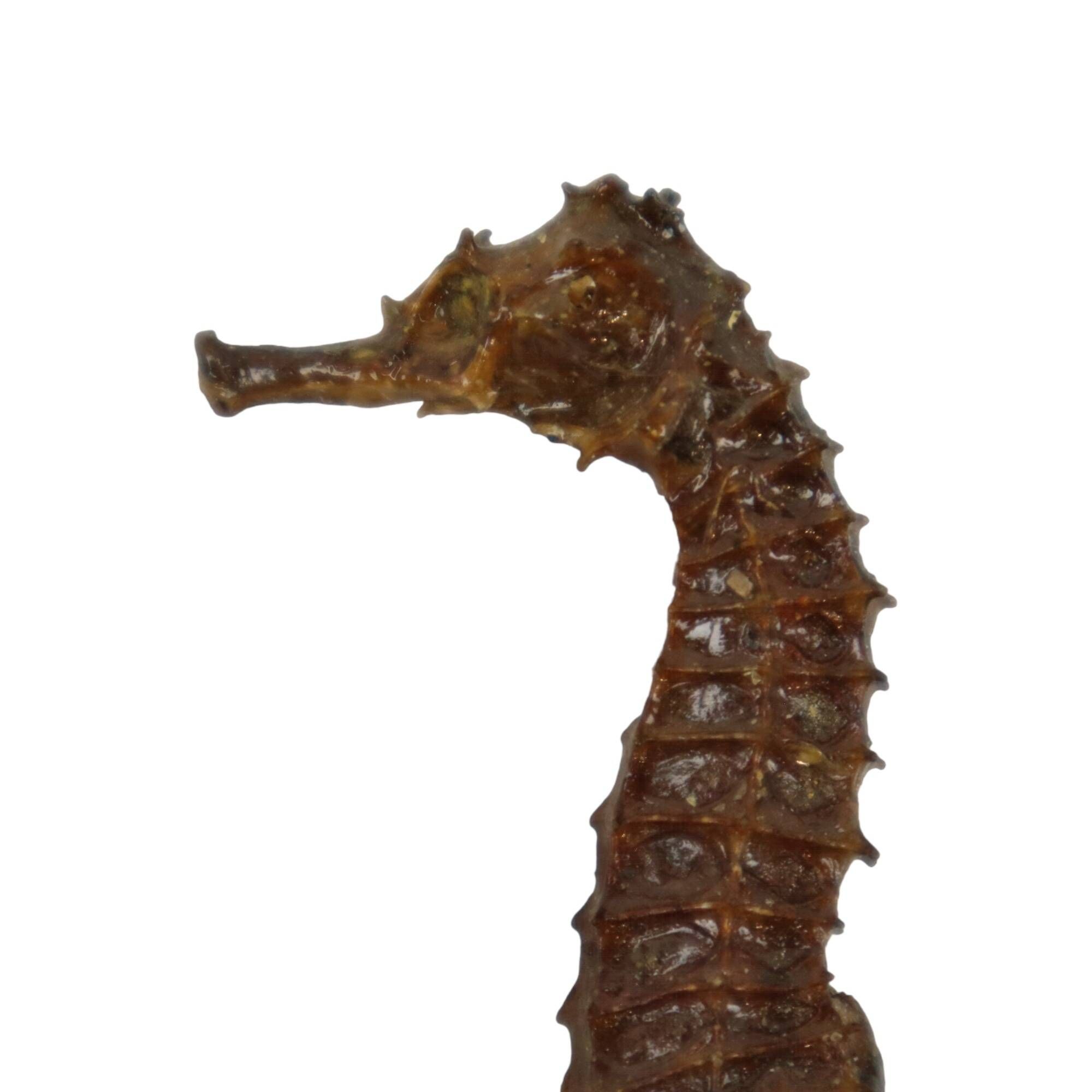 Seahorse taxidermy skeleton dehydrated hippocampus rare collector's item