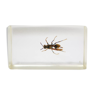 Vintage resin insect