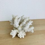 3 ancient white corals