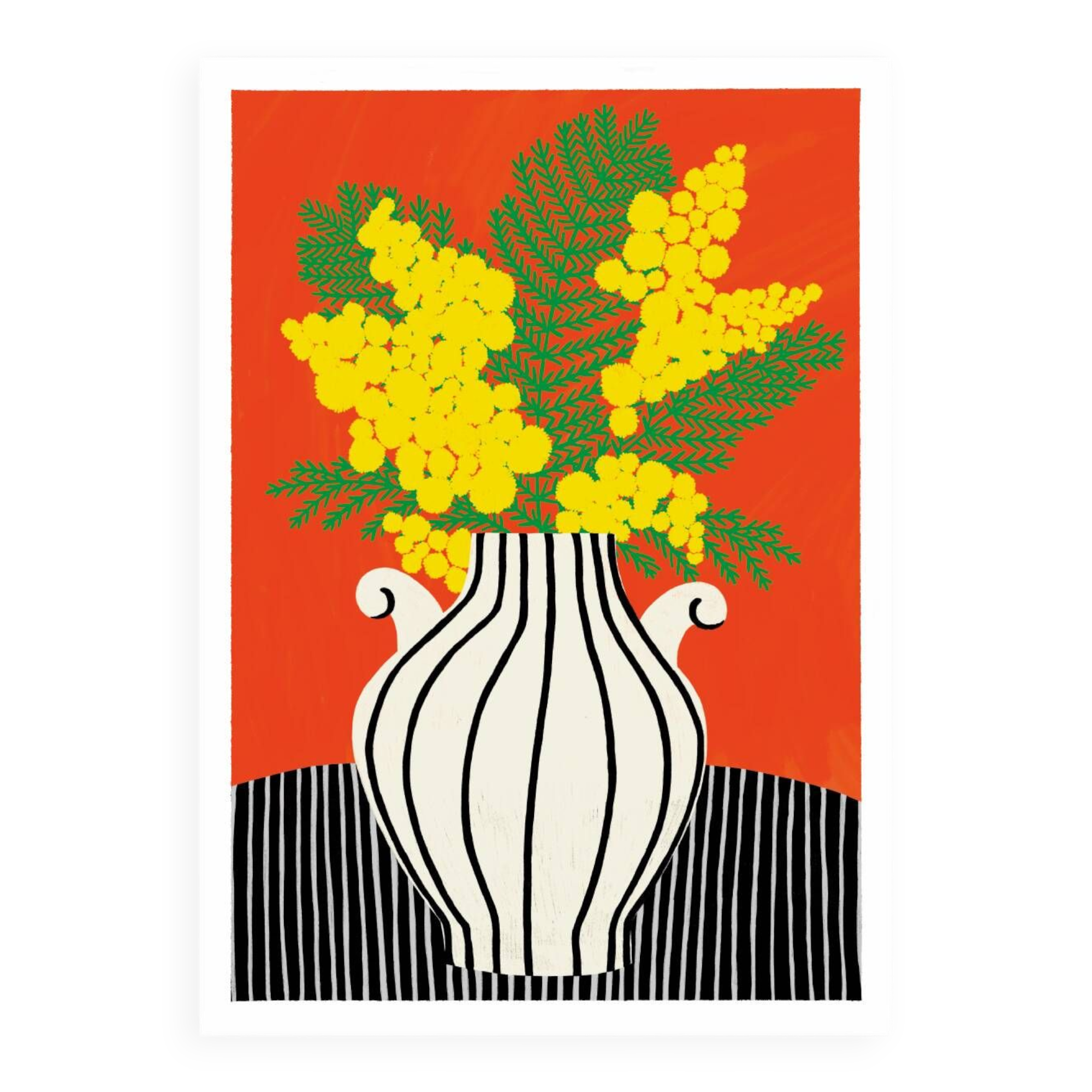 THE MIMOSA - A4 illustration