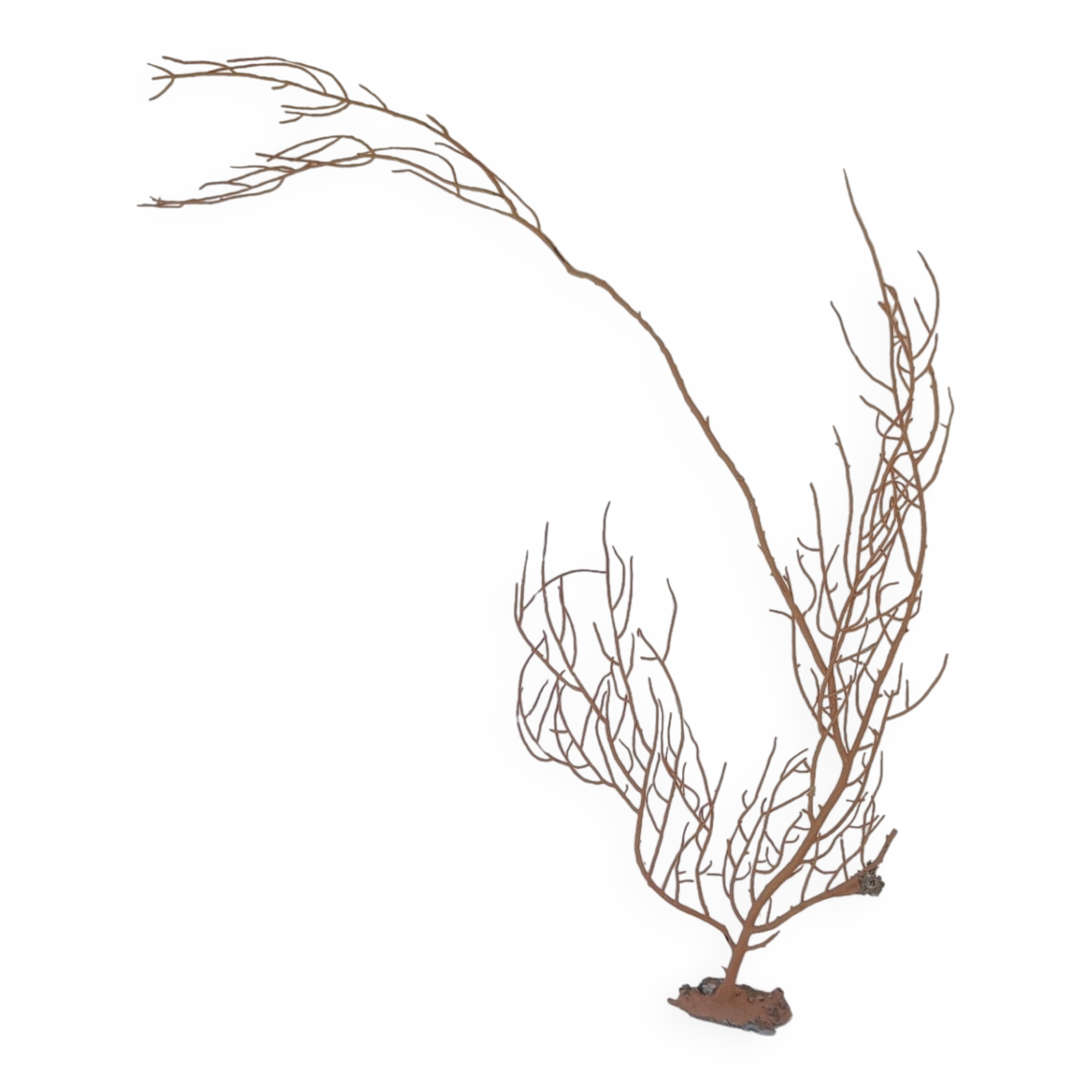 Gorgonian coral