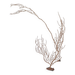 corail gorgone