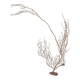 Gorgonian coral