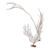Corail gorgone