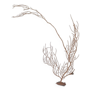 Gorgonian coral