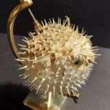 Cabinet of Curiosities naturalized fish diodon holocanthus with display